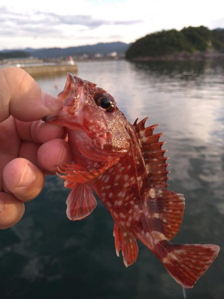 豆サバが湧いていた